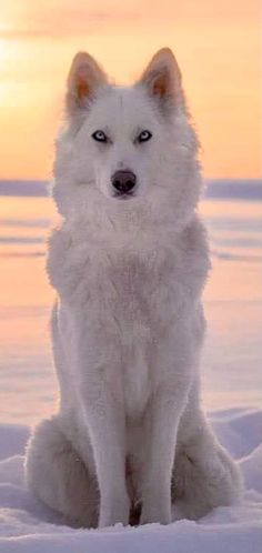 a white dog sitting in the snow with its eyes open and looking at the camera