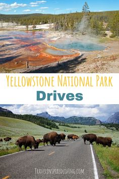 yellowstone national park with bison crossing the road and other animals walking on the side of the road