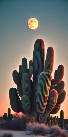 a large cactus with the moon in the background