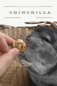 a person feeding a rodent with a nut in it's mouth and text overlay