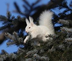 a white squirrel sitting in the branches of a pine tree