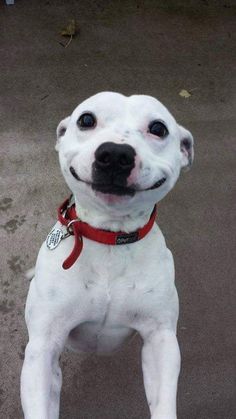 a white dog with blue eyes and a red collar is standing on the cement looking up