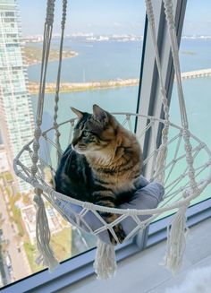 a cat is sitting in a hammock looking out the window at the city