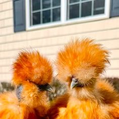 two yellow chickens sitting next to each other in front of a house with a window