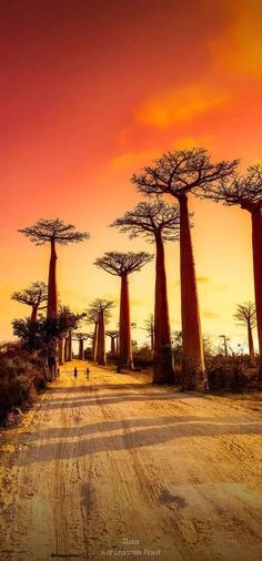 a dirt road surrounded by tall trees at sunset