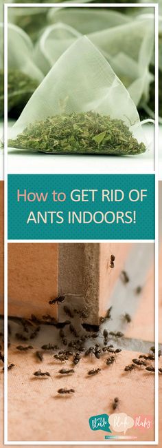 how to get rid of ants indoors