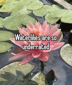 water lilies are so underrated