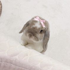 a small rabbit sitting on top of a mattress