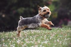 a dog jumping in the air to catch a frisbee with it's mouth