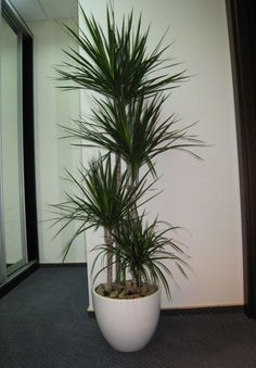 a large potted plant sitting on top of a carpeted floor next to a white wall