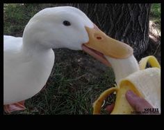 a duck is eating a banana in the grass