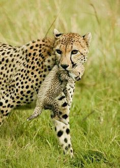 a mother cheetah and her baby walking through the grass