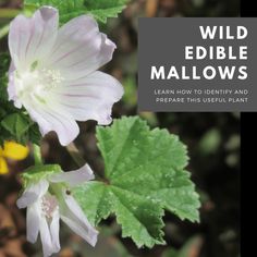 wild edible mallow's learn how to identify and prepare this useful plant for seeding