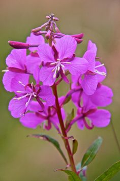 a close up of a purple flower with green leaves