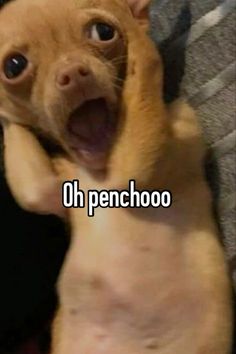 a small brown dog with it's mouth open and the caption oh penciloo