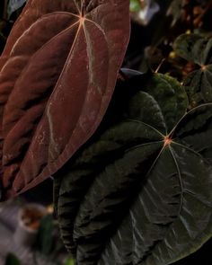 some very pretty green and brown leaves