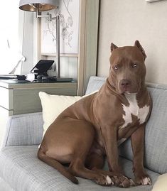 a brown and white dog sitting on top of a gray couch next to a window