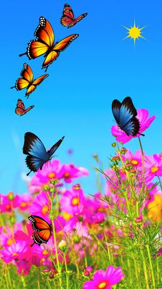 several butterflies flying in the sky over pink flowers