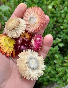 a hand holding several different colored flowers in it's palm, with greenery in the background