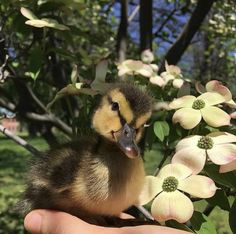 a small duck sitting on top of a hand next to a tree filled with flowers