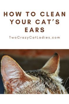 a close up of a cat's face with the words how to clean your cats ears