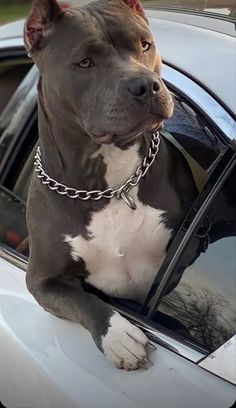 a dog sitting in the window of a car wearing a chain on it's collar