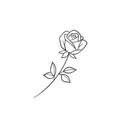 a single rose on a white background