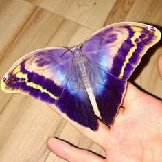 a purple and yellow butterfly sitting on someone's hand in front of a wooden floor