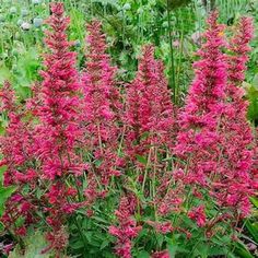 pink flowers are blooming in the garden next to green grass and plants with large leaves