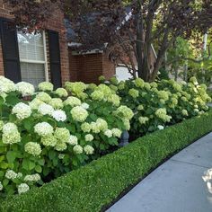 a row of bushes with white flowers in front of a house