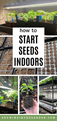 how to start seeding indoors in the garden