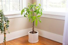 a potted plant sitting on top of a wooden floor next to a white window