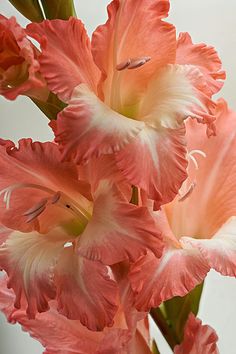 pink and white flowers are in a vase