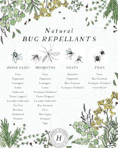 the natural bug repellents list