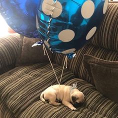 a small dog laying on top of a couch next to a blue and white balloon