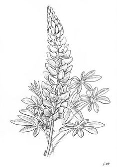 an ink drawing of flowers on a white background