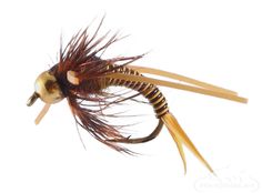 a close up of a brown and black fly on a white background