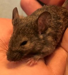 a small mouse sitting on top of someone's hand