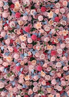 a large amount of pink and red flowers are arranged in the shape of a wall