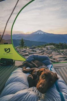 a dog laying on top of a sleeping bag