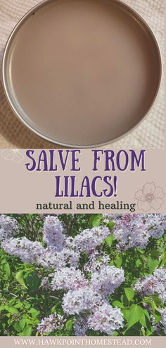 lilacs with text saying salve from lilacs natural and healing