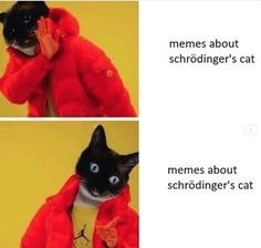 two pictures of a cat in a red jacket with the caption memes about schrodinger's cat