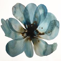 a blue flower with brown spots on it's petals is shown in the air