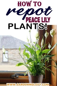 Peace Lily Plant Indoor Care After Repotting How To Split A Peace Lily, Repotting Peace Lily, How To Repot A Peace Lily Plant, Repotting Peace Lily Houseplant, Peace Lily Flower, Lilly Plants