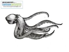 an ink drawing of an octopus with its tentacles stretched out and it's head in the air