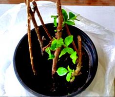 a small potted plant sitting on top of a table