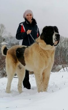 a large dog standing next to a woman in the snow