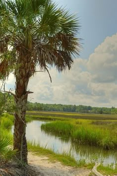 a palm tree sitting on top of a lush green field next to a body of water