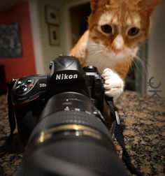 an orange and white cat sitting on top of a table next to a camera