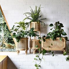 Made with eco-friendly rattan to keep you smiling all day long. Indoor Wicker Furniture, Tree Interior, Rattan Planters, Luxury Furniture Stores, Indoor Flower Pots, Cane Furniture, Indoor Flowers, Flower Stand, Love Tree